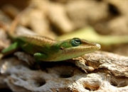 خزندگان: دنیای شگفت‌انگیز گونه‌ها، ویژگی‌ها و حقایق جالب