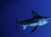 شمشیرماهی: غول اقیانوس با شمشیری پنهان