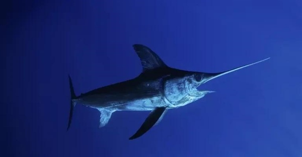 شمشیرماهی: غول اقیانوس با شمشیری پنهان