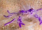 خرچنگ اسکوات: زیست‌شناسی، گونه‌ها، تغذیه و زیستگاه این سخت‌پوست ناشناخته