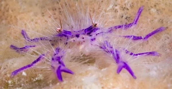 خرچنگ اسکوات: زیست‌شناسی، گونه‌ها، تغذیه و زیستگاه این سخت‌پوست ناشناخته