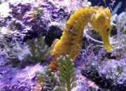 اسب دریایی: حقایق جذاب، زیستگاه، رفتار و رژیم غذایی