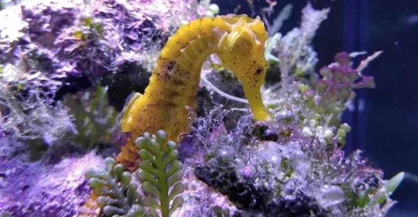 اسب دریایی: حقایق جذاب، زیستگاه، رفتار و رژیم غذایی