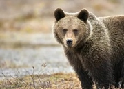 حقایقی شگفت‌انگیز درباره خرس‌ها: زیستگاه، رفتار و رژیم غذایی