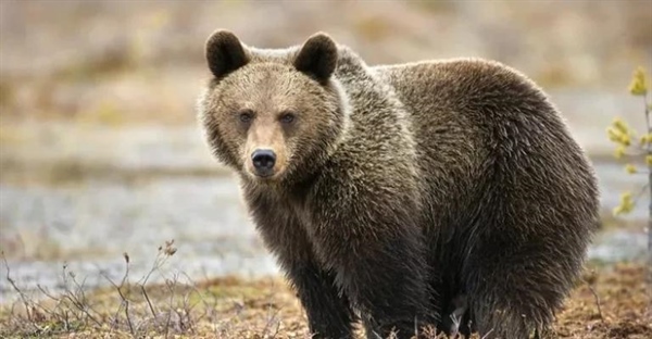 حقایقی شگفت‌انگیز درباره خرس‌ها: زیستگاه، رفتار و رژیم غذایی