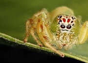 کلیسرات‌ها: دنیای شگفت‌انگیز عنکبوتیان، خرچنگ‌های نعل اسبی و ویژگی‌های کلیدی