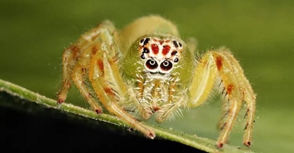 کلیسرات‌ها: دنیای شگفت‌انگیز عنکبوتیان، خرچنگ‌های نعل اسبی و ویژگی‌های کلیدی