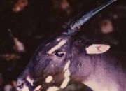 سایولا: تک شاخ آسیایی در معرض انقراض! (حقایق، زیستگاه، رفتار و رژیم غذایی)