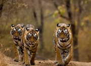 ببر: سلطان گربه‌سانان، از قلمرو تا بقا (حقایق، زیستگاه و زیرگونه‌ها)