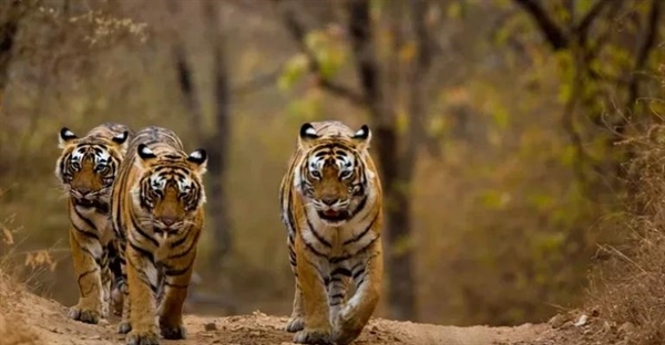 ببر: سلطان گربه‌سانان، از قلمرو تا بقا (حقایق، زیستگاه و زیرگونه‌ها)