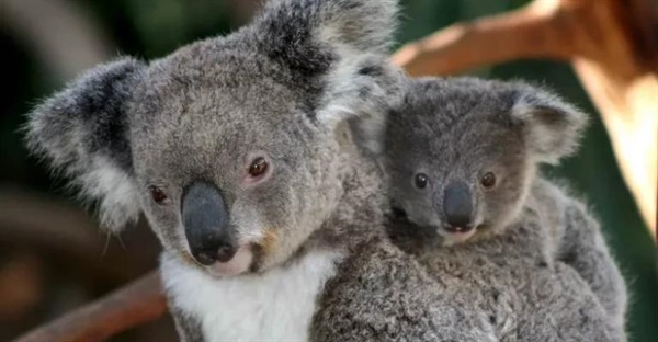 حقایقی شگفت‌انگیز درباره کوآلا: زیستگاه، رفتار و رژیم غذایی