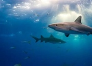 کوسه‌ها: حقایقی شگفت‌انگیز، گونه‌ها، زیستگاه و خطرات پیش‌رو