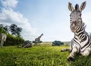 حقایق شگفت‌انگیز درباره گورخرها: زیستگاه، رفتار و رژیم غذایی