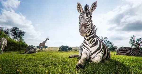 حقایق شگفت‌انگیز درباره گورخرها: زیستگاه، رفتار و رژیم غذایی