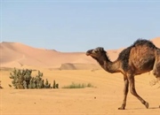 شگفتی‌های دنیای شترها: زیستگاه، رفتار، تغذیه و حقایق جالب