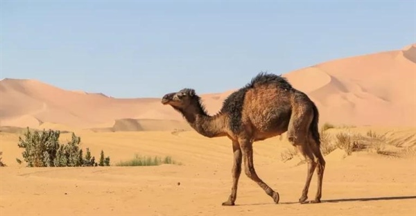 شگفتی‌های دنیای شترها: زیستگاه، رفتار، تغذیه و حقایق جالب