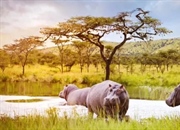 اسب آبی: از زندگی نیمه‌آبی تا خوی تهاجمی (+حقایق جالب)