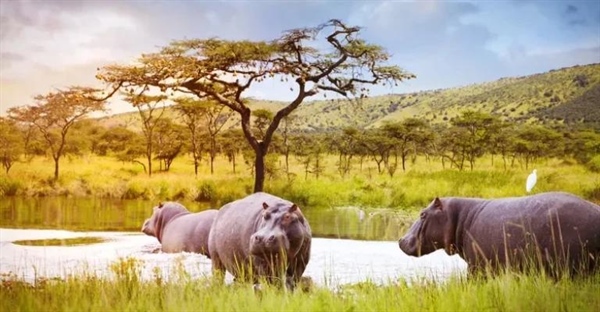 اسب آبی: از زندگی نیمه‌آبی تا خوی تهاجمی (+حقایق جالب)