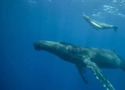 زنده زایی: شگفتی تولیدمثل در دنیای حیوانات + مثال‌ها