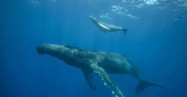 زنده زایی: شگفتی تولیدمثل در دنیای حیوانات + مثال‌ها