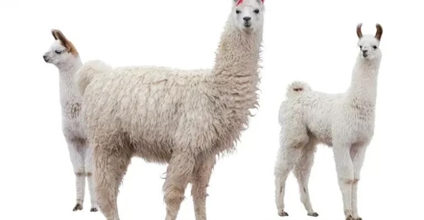 لاما: غول پشمالوی آند | هر آنچه باید درباره این حیوان باربر بدانید