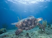 موجودات خونسرد: راز بقا در دمای متغیر