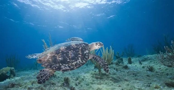 موجودات خونسرد: راز بقا در دمای متغیر