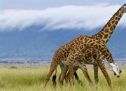 زرافه: حقایق شگفت‌انگیز از زیستگاه تا رژیم غذایی