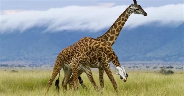 زرافه: حقایق شگفت‌انگیز از زیستگاه تا رژیم غذایی