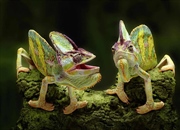 آفتاب‌پرست: دنیای رنگارنگ و شگفت‌انگیز خزندگان (تصاویر + اطلاعات)