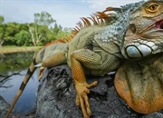 ایگوانا: همه چیز درباره زندگی، زیستگاه و گونه‌های شگفت‌انگیز این خزنده
