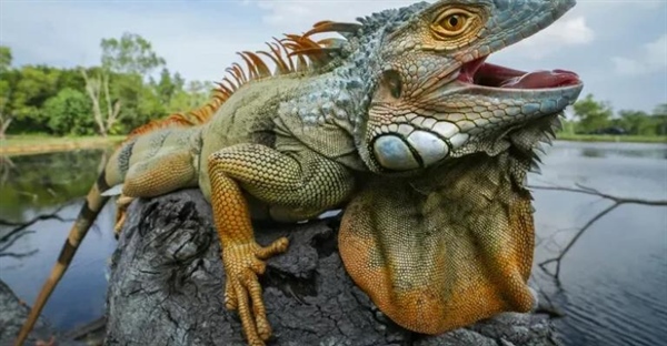 ایگوانا: همه چیز درباره زندگی، زیستگاه و گونه‌های شگفت‌انگیز این خزنده