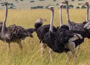 شترمرغ: بزرگ‌ترین پرنده جهان، رازهای زندگی و زیستگاه