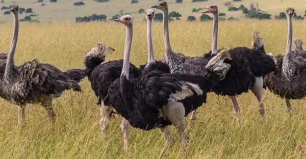 شترمرغ: بزرگ‌ترین پرنده جهان، رازهای زندگی و زیستگاه