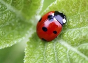 چرا کفشدوزک ها خال دارند؟ راز رنگ و نقش کفشدوزک ها