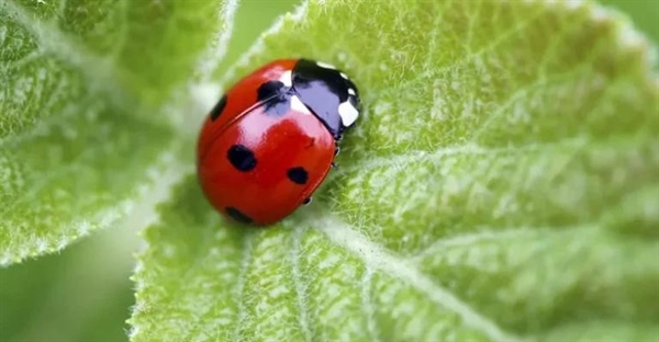 چرا کفشدوزک ها خال دارند؟ راز رنگ و نقش کفشدوزک ها