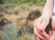 ۱۳ کرم ابریشم نیش‌دار: راهنمای شناسایی، خطرات و درمان گزیدگی