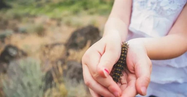 ۱۳ کرم ابریشم نیش‌دار: راهنمای شناسایی، خطرات و درمان گزیدگی