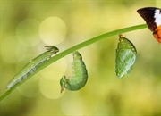 شناسایی لارو حشرات: راهنمای جامع 5 نوع اصلی + تصاویر