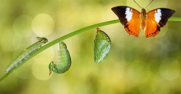 شناسایی لارو حشرات: راهنمای جامع 5 نوع اصلی + تصاویر