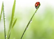 آیا خرید و رهاسازی کفشدوزک‌ها در باغچه، راه حل مناسبی است؟