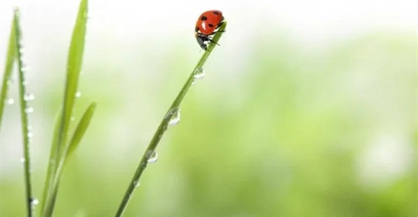 آیا خرید و رهاسازی کفشدوزک‌ها در باغچه، راه حل مناسبی است؟