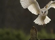 دانستنی‌هایی درباره جغدها: زیستگاه، رفتار و رژیم غذایی