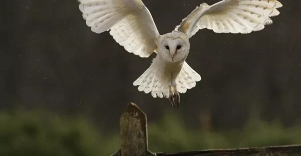 دانستنی‌هایی درباره جغدها: زیستگاه، رفتار و رژیم غذایی