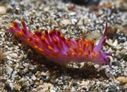 نودی برانچ: لیسه های دریایی رنگارنگ | گونه ها، رفتار و طبقه بندی