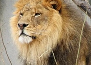 شیرها: 10 حقیقت جذاب درباره سلطان بلامنازع آفریقا + عکس