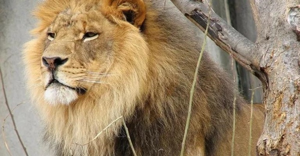 شیرها: 10 حقیقت جذاب درباره سلطان بلامنازع آفریقا + عکس