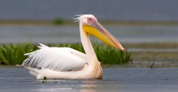 همه چیز درباره پلیکان ها: حقایق جالب، زیستگاه، رفتار و رژیم غذایی