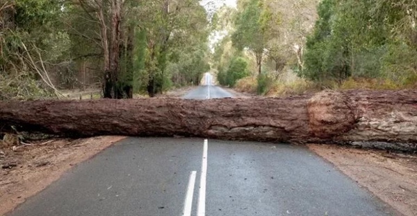 بیوه‌ساز در جنگلداری چیست؟ خطرات پنهان و نحوه اجتناب از آن‌ها