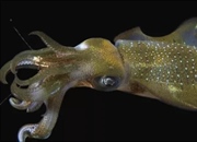 سرپایان: سفری به دنیای هشت‌پاها، ماهی‌های مرکب و سپیداج‌ها + حقایق جالب